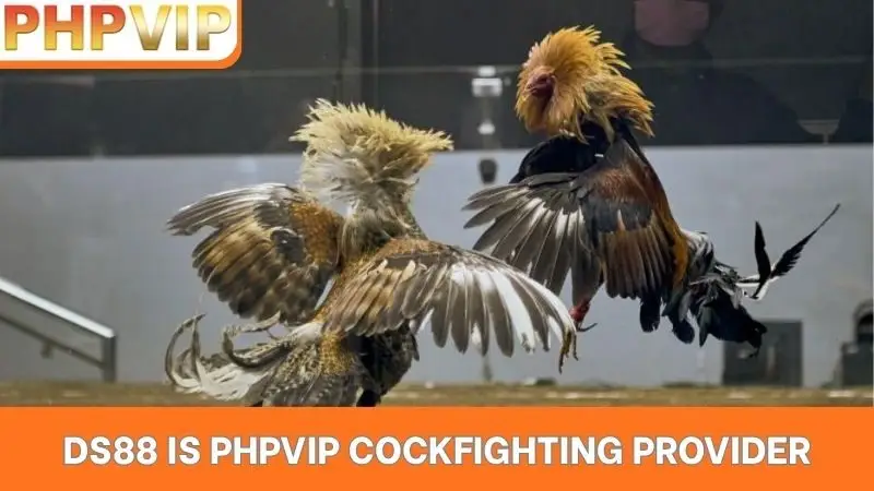 DS88 is PHPVIP cockfighting provider